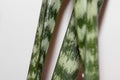 Closeup beautiful Sansevieria trifasciata plant leafs family of Asparagaceae