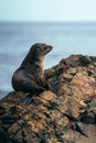 Closeup of a beautiful seal on a rock with sunlight
