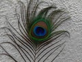 Closeup Beautiful Shot Of Mor Pankh Peacocks Feather Photo