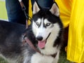 Closeup of a beautiful Siberian Husky Dog