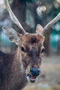 Closeup beautiful sika male deer or spotted deer on blur background looking at camera. Royalty Free Stock Photo