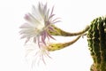 Closeup of a beautiful silky pink tender Echinopsis Lobivia cactus flower and green thorny spiky plant