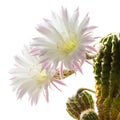 Closeup of a beautiful silky pink tender Echinopsis Lobivia cactus flower and green thorny spiky plant Royalty Free Stock Photo