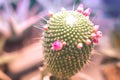 Closeup of a beautiful silky pink tender Echinopsis Lobivia cactus flower Royalty Free Stock Photo