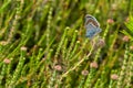 Closeup of a Beautiful Silver-Studded Blue Butterfly or Plebejus Argus Warming Up on Pink and Green Heather in the Morning Sun