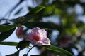 Closeup of a beautiful single blooming Camelia flower on a tree with a blurred background Royalty Free Stock Photo