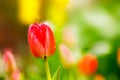 Closeup of a beautiful single tulip flower. Royalty Free Stock Photo