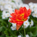 Closeup of a beautiful single tulip flower Royalty Free Stock Photo