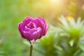 Closeup of a beautiful single tulip flower Royalty Free Stock Photo