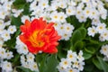 Closeup of a beautiful single tulip flower Royalty Free Stock Photo