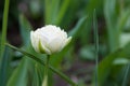 Closeup of a beautiful single tulip flower Royalty Free Stock Photo