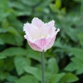 Closeup of a beautiful single tulip flower Royalty Free Stock Photo