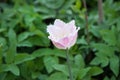 Closeup of a beautiful single tulip flower Royalty Free Stock Photo