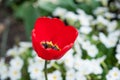 Closeup of a beautiful single tulip flower Royalty Free Stock Photo