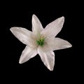 Closeup, Beautiful single white lily flower isolated on black background for design stock photo, floral blossom blooming, tropical Royalty Free Stock Photo