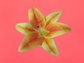 Closeup, Beautiful single yellow orange lily flower isolated on flamingo pink background for design stock photo, floral blossom Royalty Free Stock Photo