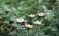 Closeup beautiful small cute flower of yellow pollen and white petal of Common Daisy, Lawn Daisy, Bellis Perennis, Woundwort, Royalty Free Stock Photo