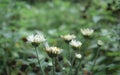 Closeup beautiful small cute flower of yellow pollen and white petal of Common Daisy, Lawn Daisy, Bellis Perennis, Woundwort, Royalty Free Stock Photo