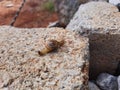 Beautiful small and cute Terrestrial Snails and Slugs isolated on stones background