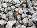 Beautiful small and cute Terrestrial Snails and Slugs isolated on stones background