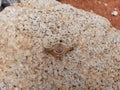 Beautiful small and cute Terrestrial Snails and Slugs isolated on stones background