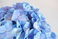 Closeup of Beautiful soft blue hydrangea, Hydrangea macrophylla flower. Royalty Free Stock Photo