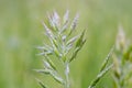 Closeup of beautiful Soft brome plant growing in a field during sunrise