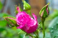 Closeup of a beautiful pink with raindrops with rose bud in the garden.