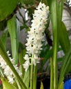 Closeup of beautiful species orchid Eria Javanica