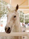 Closeup of a beautiful spotted arabian horse