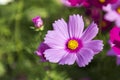 Closeup beautiful spring flower blooming with morning light over blurred green garden background Royalty Free Stock Photo