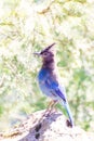 Closeup of a beautiful Steller`s jay type of bird resting on a rock with a natural background Royalty Free Stock Photo