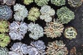 Closeup Beautiful Succulent Echeveria collections