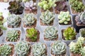 Closeup Beautiful Succulent Echeveria collections