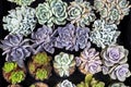 Closeup Beautiful Succulent Echeveria collections, Indoor plant decoratio