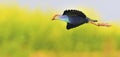 Closeup of a beautiful Sultanka bird in flight Royalty Free Stock Photo
