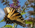 Closeup of a beautiful swallowtail butterfly sitting on a flower under sunlight Royalty Free Stock Photo