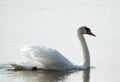 Closeup of a beautiful Swan swimming in a lake at Bahrain Royalty Free Stock Photo