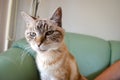 Closeup of a beautiful tabby cat with blue grey eyes, mint green couch background Royalty Free Stock Photo