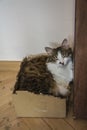 A closeup of a beautiful tabby domestic cat sleeping in a chewed cardboard box