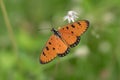 Closeup of a beautiful tawny coster (Acraea terpsicore) butterfly on a green background Royalty Free Stock Photo