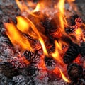 Closeup beautiful tender flame of burning camp fire with pine cones Royalty Free Stock Photo