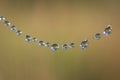 Thread of spider web covered by morning dew drops Royalty Free Stock Photo