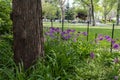 Tree with Beautiful Plants and Flowers at Coffey Park in Red Hook Brooklyn during Spring