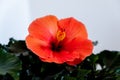 Closeup of a Beautiful, Tropical Hibiscus Flower in Full Bloom Royalty Free Stock Photo