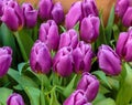 Closeup of beautiful tulips. Spring flowers blossom background. Fresh plant in garden. Tulip field Royalty Free Stock Photo