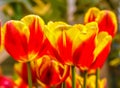 Closeup of beautiful tulips. Spring flowers blossom background. Fresh plant in garden. Tulip field Royalty Free Stock Photo