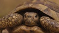 Closeup of a beautiful turtle portrait