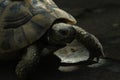 Closeup of a beautiful turtle portrait