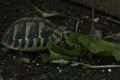 Closeup of a beautiful turtle portrait